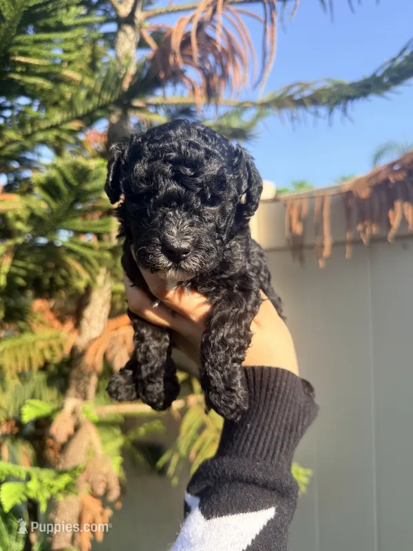 Black Female – Poodle - Miniature  puppy for sale in Orlando, FL