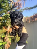 Black Female, a female Poodle - Miniature  for sale in Orlando, FL – 1 of 5