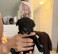 Black Female, a female Poodle - Miniature  for sale in Orlando, FL – 3 of 5