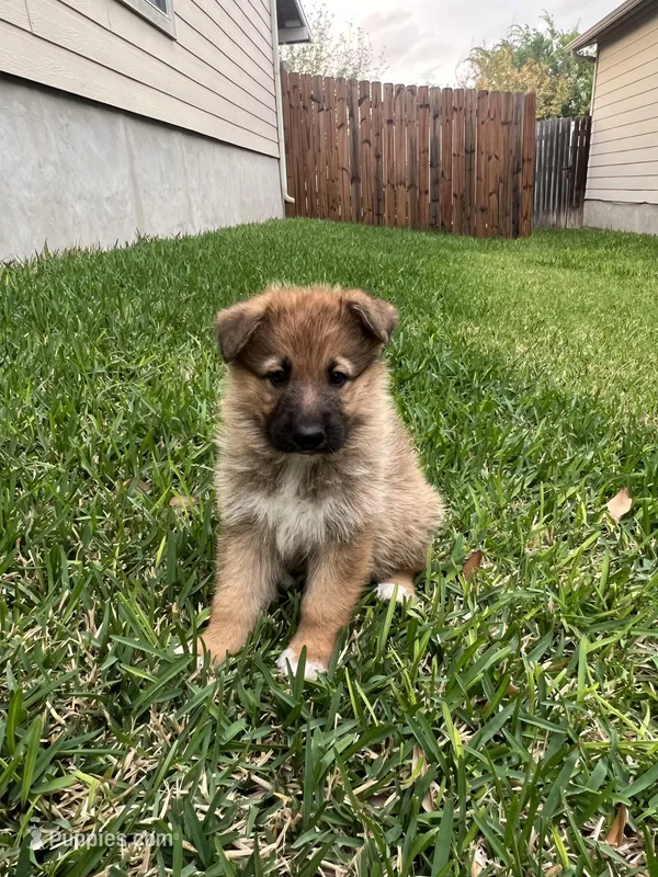 German shepherd puppy – German Shepherd Dog puppy for sale in San Antonio, TX