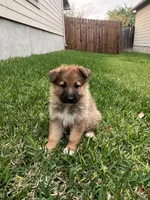 German shepherd puppy, a female German Shepherd Dog for sale in San Antonio, TX – Photo 1 of 2