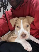 Luna , a female American Pit Bull Terrier for sale in Salisbury, MD – 2 of 5