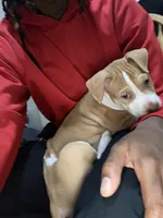 Luna , a female American Pit Bull Terrier for sale in Salisbury, MD – 1 of 5
