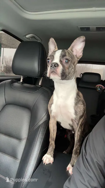 Polo – Boston Terrier puppy for sale in Palatine, IL