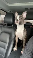 Polo, a male Boston Terrier for sale in Palatine, IL – 1 of 5