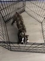 Polo, a male Boston Terrier for sale in Palatine, IL – Photo 3 of 3