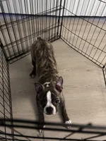 Polo, a male Boston Terrier for sale in Palatine, IL – Photo 2 of 3