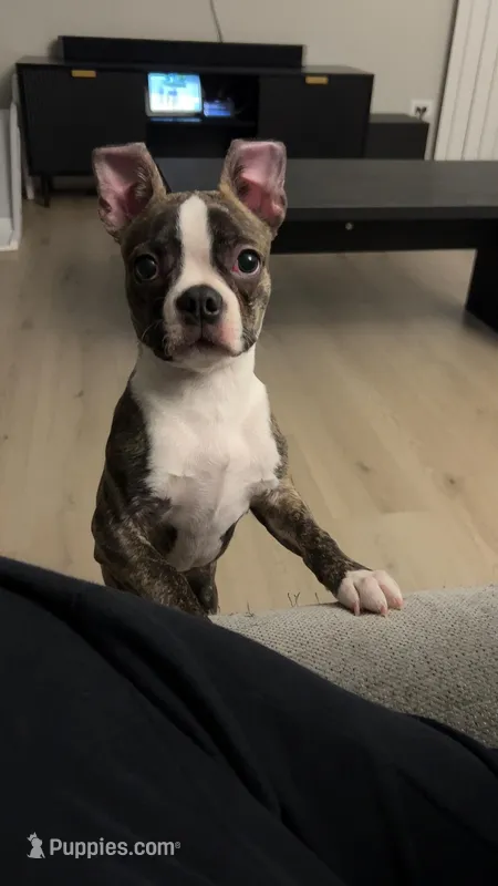 Polo – Boston Terrier puppy for sale in Palatine, IL