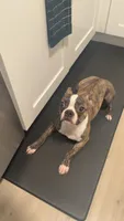 Polo, a male Boston Terrier for sale in Palatine, IL – 2 of 5