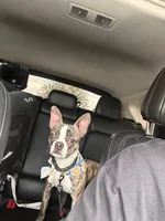 Polo, a male Boston Terrier for sale in Palatine, IL – 3 of 5