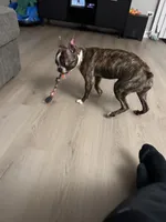 Polo, a male Boston Terrier for sale in Palatine, IL – 4 of 5