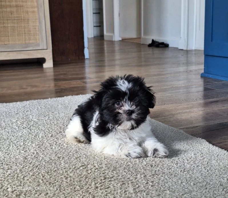 Daisy – Shih Tzu puppy for sale in Canton, OH