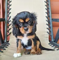 Archie, a male Cavalier King Charles Spaniel for sale in Canton, OH – 5 of 7
