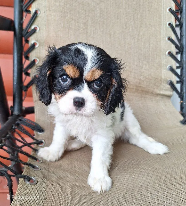 Sadie – Cavalier King Charles Spaniel puppy for sale in Canton, OH