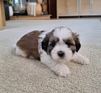 Lola, a female Shih Tzu for sale in Canton, OH – 1 of 8
