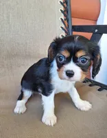 Hugo, a male Cavalier King Charles Spaniel for sale in Canton, OH – 2 of 4