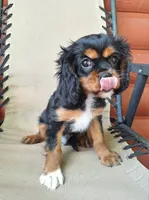 Archie, a male Cavalier King Charles Spaniel for sale in Canton, OH – 3 of 7