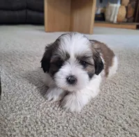 Lola, a female Shih Tzu for sale in Canton, OH – 7 of 8