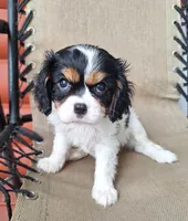 Sadie, a female Cavalier King Charles Spaniel for sale in Canton, OH – 4 of 6