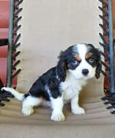 Max, a male Cavalier King Charles Spaniel for sale in Canton, OH – 3 of 5