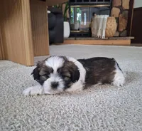 Layla, a female Shih Tzu for sale in Canton, OH – 5 of 6