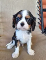 Max, a male Cavalier King Charles Spaniel for sale in Canton, OH – 3 of 5