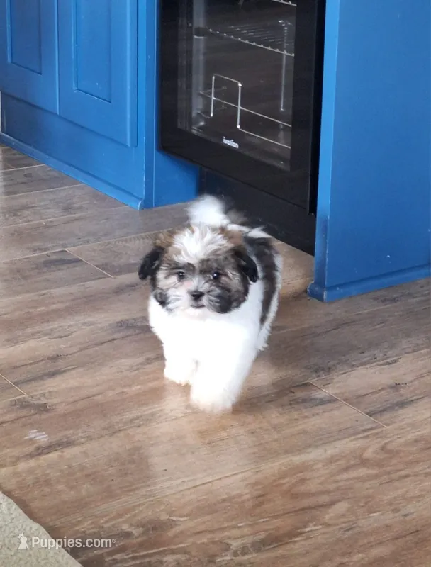 Sadie – Shih Tzu puppy for sale in Canton, OH