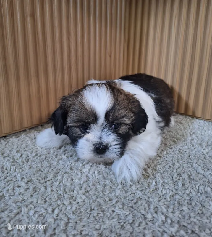 Layla – Shih Tzu puppy for sale in Canton, OH