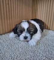 Layla, a female Shih Tzu for sale in Canton, OH – 1 of 6