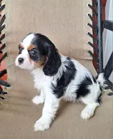Bella, a female Cavalier King Charles Spaniel for sale in Canton, OH – 5 of 6