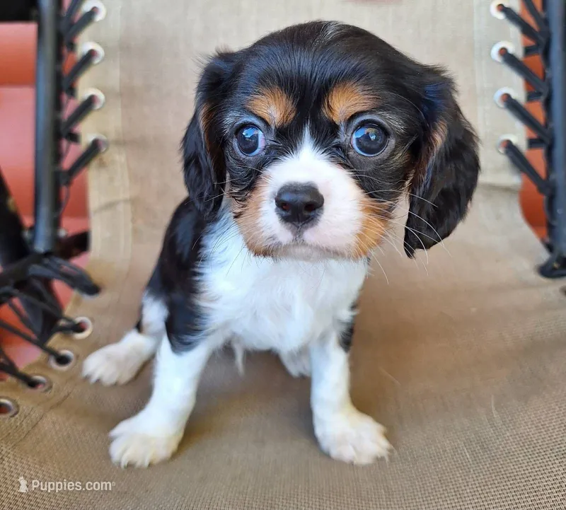 Hugo – Cavalier King Charles Spaniel puppy for sale in Canton, OH