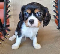 Hugo, a male Cavalier King Charles Spaniel for sale in Canton, OH – 1 of 4