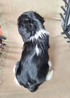 Archie, a male Cavalier King Charles Spaniel for sale in Canton, OH – 5 of 5