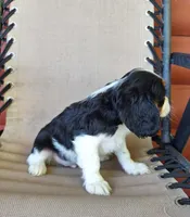 Winston , a male Cavalier King Charles Spaniel for sale in Canton, OH – 3 of 5