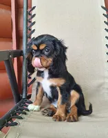 Archie, a male Cavalier King Charles Spaniel for sale in Canton, OH – 2 of 7