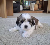 Lola, a female Shih Tzu for sale in Canton, OH – 8 of 8