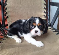 Daisy, a female Cavalier King Charles Spaniel for sale in Canton, OH – 3 of 7