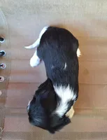 Hugo, a male Cavalier King Charles Spaniel for sale in Canton, OH – 4 of 4