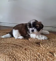 Sophie , a female Shih Tzu for sale in Canton, OH – 5 of 8
