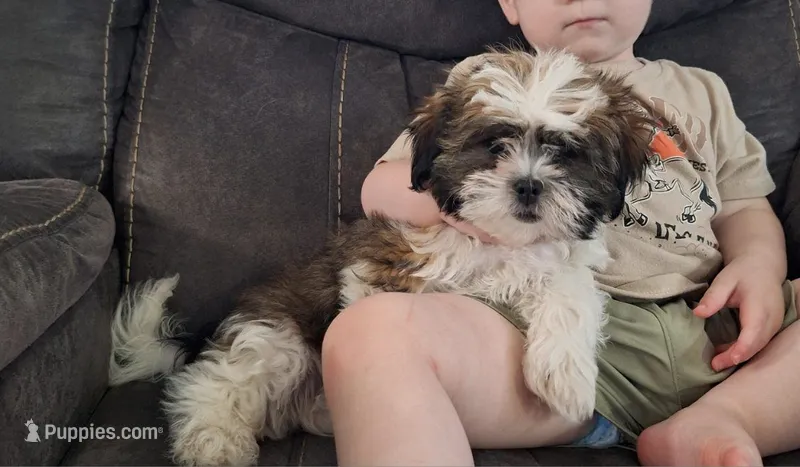 Layla – Shih Tzu puppy for sale in Canton, OH