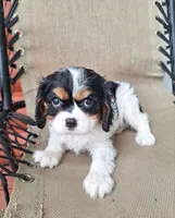Sadie, a female Cavalier King Charles Spaniel for sale in Canton, OH – 3 of 6