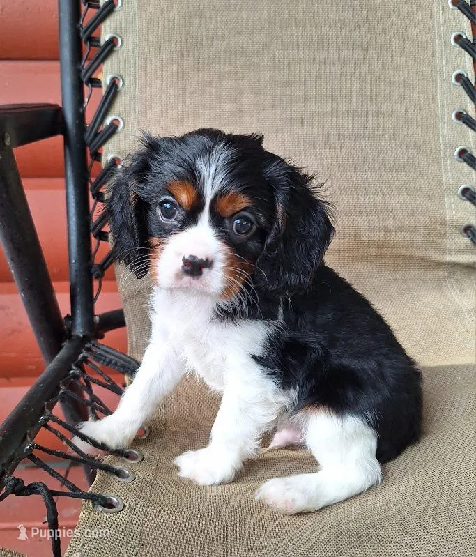 Archie – Cavalier King Charles Spaniel puppy for sale in Canton, OH