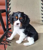 Archie, a male Cavalier King Charles Spaniel for sale in Canton, OH – 1 of 5