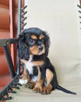 Archie, a male Cavalier King Charles Spaniel for sale in Canton, OH – 7 of 7