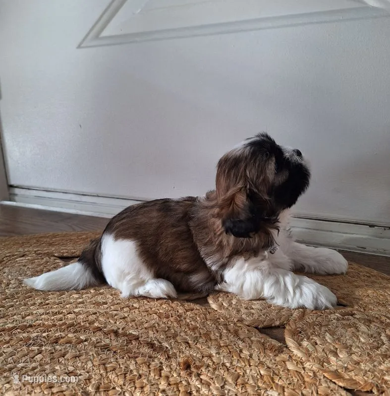 Sophie  – Shih Tzu puppy for sale in Canton, OH