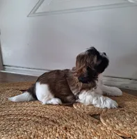 Sophie , a female Shih Tzu for sale in Canton, OH – 1 of 8