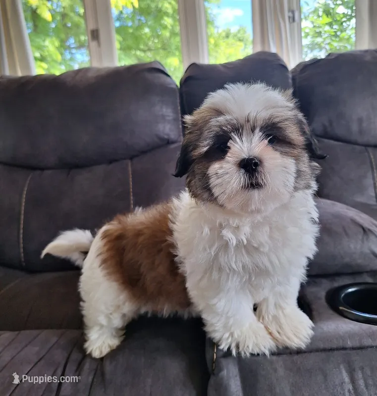 Lola – Shih Tzu puppy for sale in Canton, OH