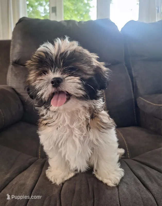 Sophie – Shih Tzu puppy for sale in Canton, OH