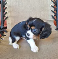 Hugo, a male Cavalier King Charles Spaniel for sale in Canton, OH – 3 of 4