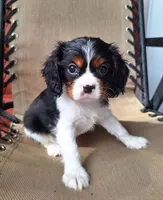 Archie, a male Cavalier King Charles Spaniel for sale in Canton, OH – 2 of 5